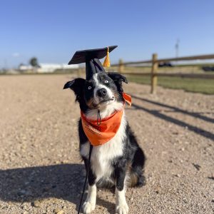 Ultimate K9 Training Package