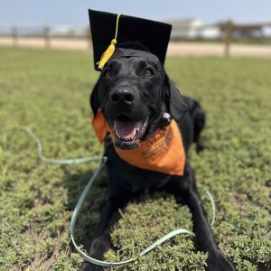 Essential K9 Training Package