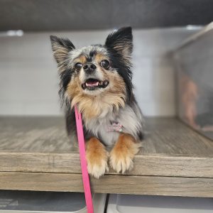 Fundamental K9 Training Package