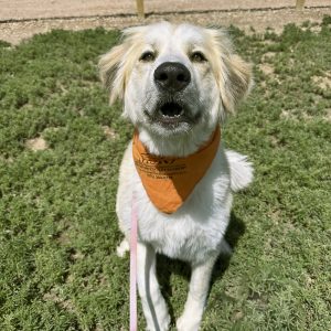 Premiere K9 Training Package