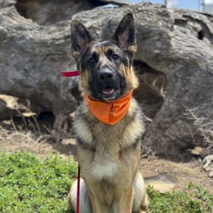 Refined K9 Training Package
